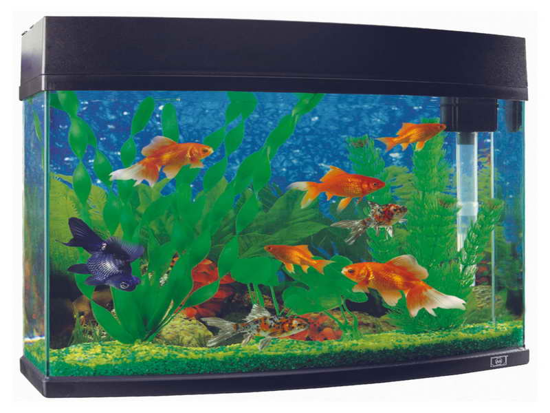 Купить рыбок в новосибирске. Аквариум Juwel Rekord 800. Аквариум Голдфиш 20 литров. Goldfish (Голдфиш) 20 л аквариум панорамный. Аквариум с рыбками для детей.